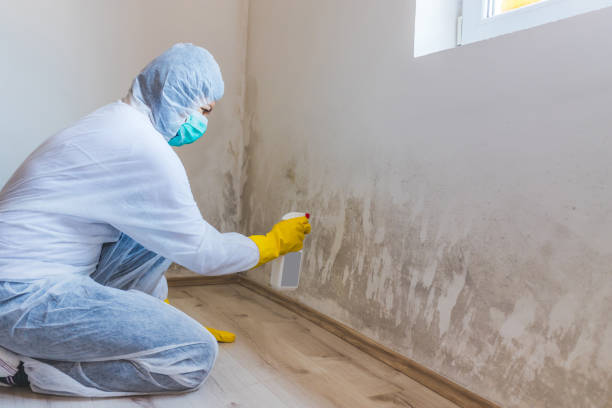 Licensed Black Mold Removal service in Iselin, NJ - WQB Mold Removal