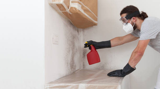 Professional Black Mold Removal technician working in Iselin, NJ