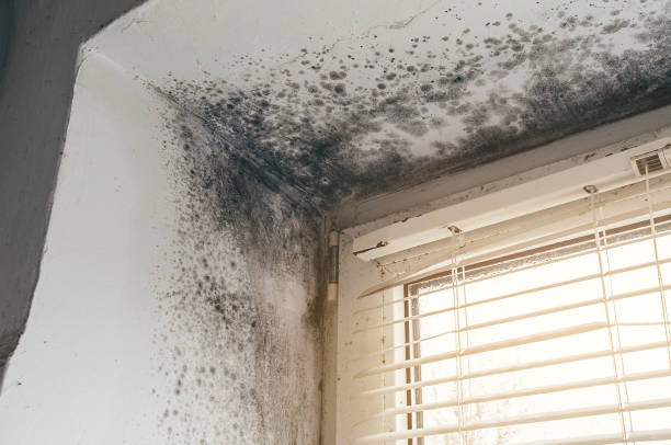 Affordable Black Mold Removal solutions in Iselin, NJ